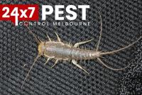 247 Silverfish Control Melbourne image 5